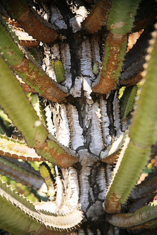 E. excelsa lower stem; Photographed by Johannes Vogel